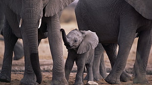 gray elephant family